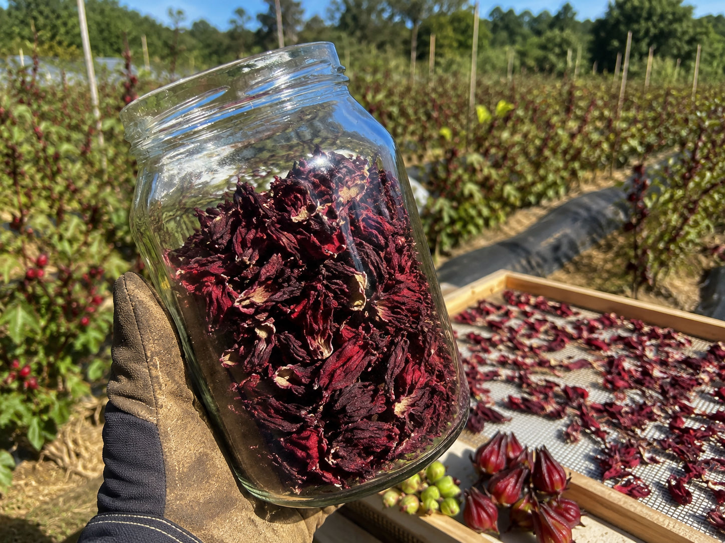 Dried Hibiscus Roselle Flowers